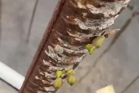 霍爾：我相信埃弗頓的未來非常光明 莫耶斯是足壇傳奇主帥